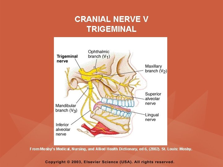 CRANIAL NERVE V TRIGEMINAL From Mosby’s Medical, Nursing, and Allied Health Dictionary, ed 6, CRANIAL NERVE V TRIGEMINAL From Mosby’s Medical, Nursing, and Allied Health Dictionary, ed 6,
