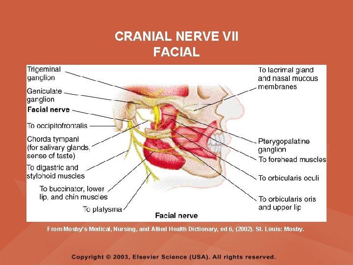 CRANIAL NERVE VII FACIAL From Mosby’s Medical, Nursing, and Allied Health Dictionary, ed 6, CRANIAL NERVE VII FACIAL From Mosby’s Medical, Nursing, and Allied Health Dictionary, ed 6,
