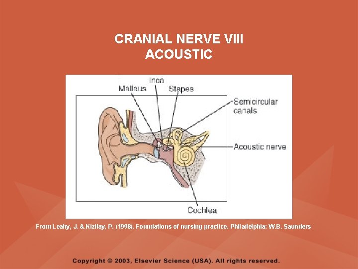CRANIAL NERVE VIII ACOUSTIC From Leahy, J. & Kizilay, P. (1998). Foundations of nursing CRANIAL NERVE VIII ACOUSTIC From Leahy, J. & Kizilay, P. (1998). Foundations of nursing