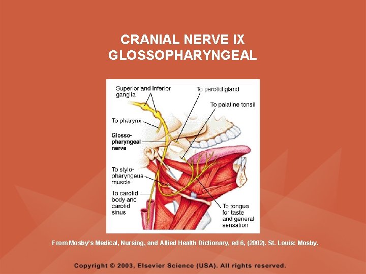 CRANIAL NERVE IX GLOSSOPHARYNGEAL From Mosby’s Medical, Nursing, and Allied Health Dictionary, ed 6, CRANIAL NERVE IX GLOSSOPHARYNGEAL From Mosby’s Medical, Nursing, and Allied Health Dictionary, ed 6,