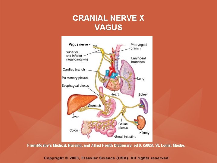 CRANIAL NERVE X VAGUS From Mosby’s Medical, Nursing, and Allied Health Dictionary, ed 6, CRANIAL NERVE X VAGUS From Mosby’s Medical, Nursing, and Allied Health Dictionary, ed 6,