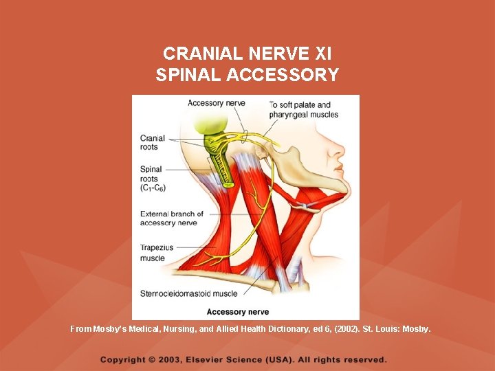 CRANIAL NERVE XI SPINAL ACCESSORY From Mosby’s Medical, Nursing, and Allied Health Dictionary, ed CRANIAL NERVE XI SPINAL ACCESSORY From Mosby’s Medical, Nursing, and Allied Health Dictionary, ed