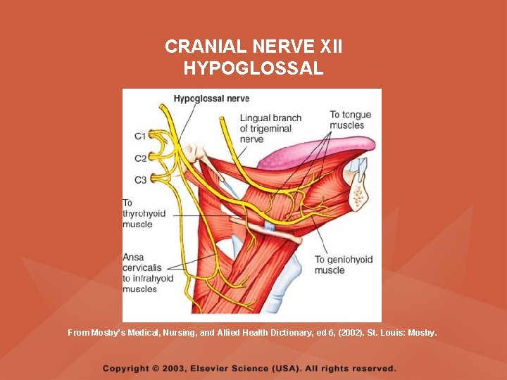 CRANIAL NERVE XII HYPOGLOSSAL From Mosby’s Medical, Nursing, and Allied Health Dictionary, ed 6, CRANIAL NERVE XII HYPOGLOSSAL From Mosby’s Medical, Nursing, and Allied Health Dictionary, ed 6,