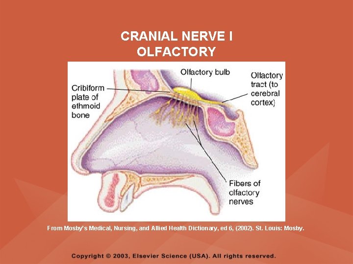 CRANIAL NERVE I OLFACTORY From Mosby’s Medical, Nursing, and Allied Health Dictionary, ed 6, CRANIAL NERVE I OLFACTORY From Mosby’s Medical, Nursing, and Allied Health Dictionary, ed 6,