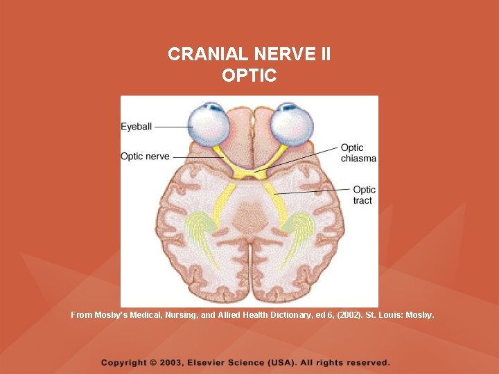 CRANIAL NERVE II OPTIC From Mosby’s Medical, Nursing, and Allied Health Dictionary, ed 6, CRANIAL NERVE II OPTIC From Mosby’s Medical, Nursing, and Allied Health Dictionary, ed 6,