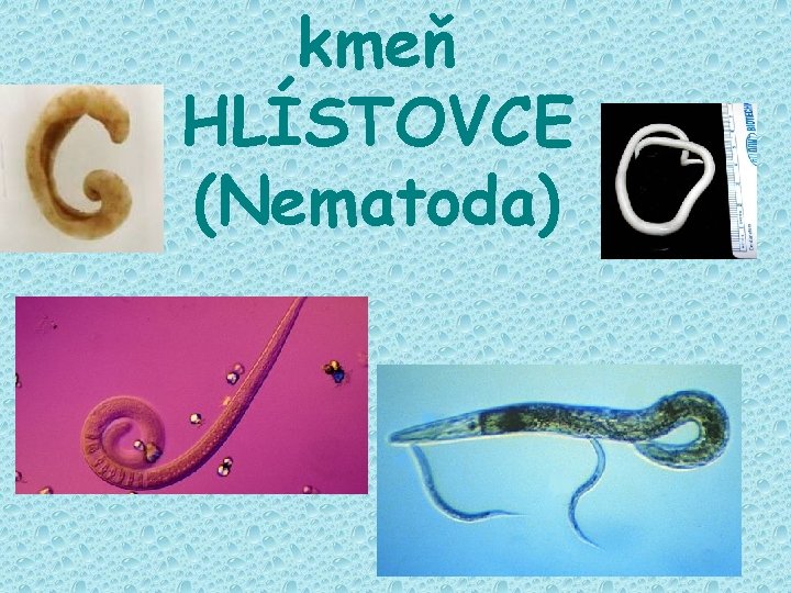 kmeň HLÍSTOVCE (Nematoda) 