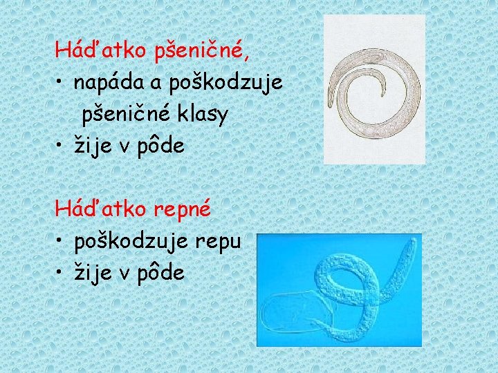 Háďatko pšeničné, • napáda a poškodzuje pšeničné klasy • žije v pôde Háďatko repné