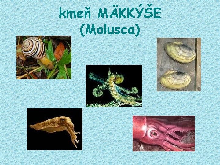 kmeň MÄKKÝŠE (Molusca) 