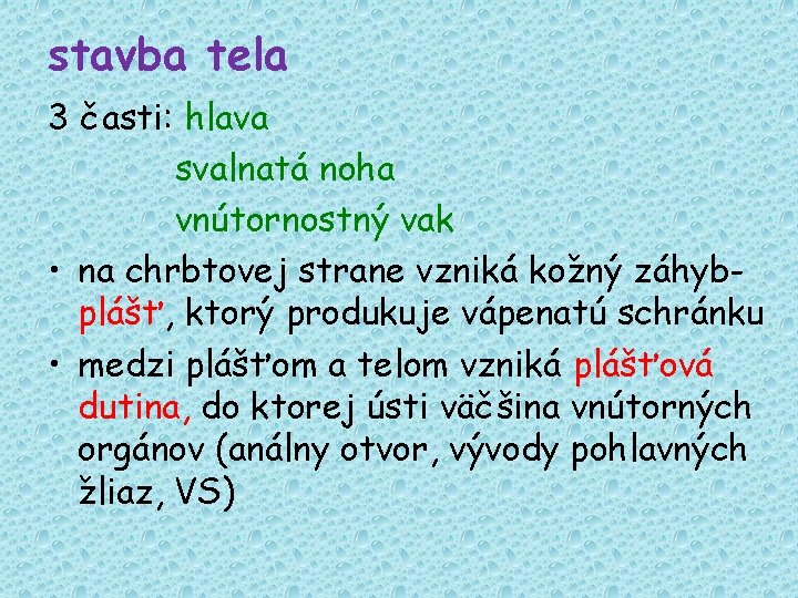 stavba tela 3 časti: hlava svalnatá noha vnútornostný vak • na chrbtovej strane vzniká