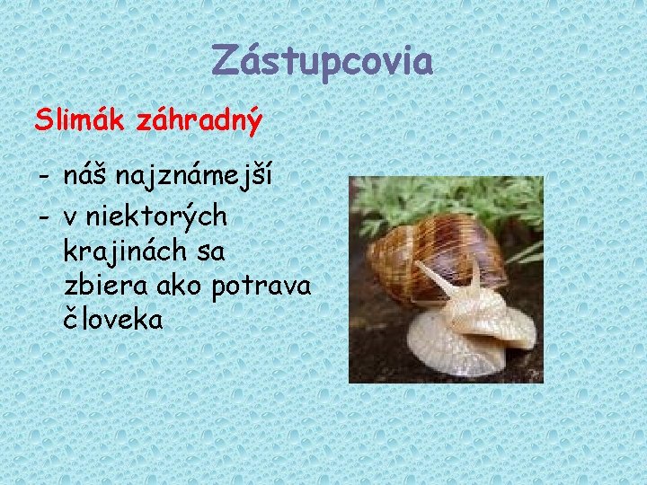 Zástupcovia Slimák záhradný - náš najznámejší - v niektorých krajinách sa zbiera ako potrava