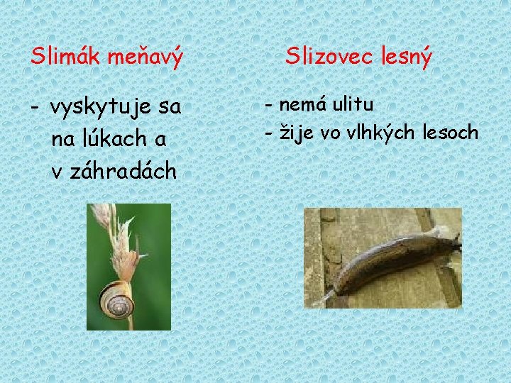 Slimák meňavý - vyskytuje sa na lúkach a v záhradách Slizovec lesný - nemá