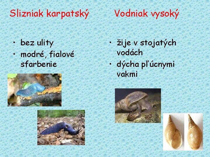 Slizniak karpatský • bez ulity • modré, fialové sfarbenie Vodniak vysoký • žije v