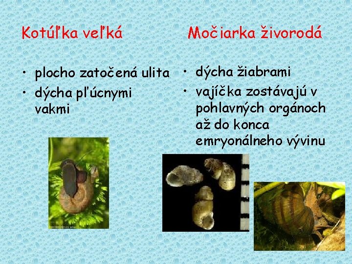 Kotúľka veľká Močiarka živorodá • plocho zatočená ulita • dýcha žiabrami • vajíčka zostávajú