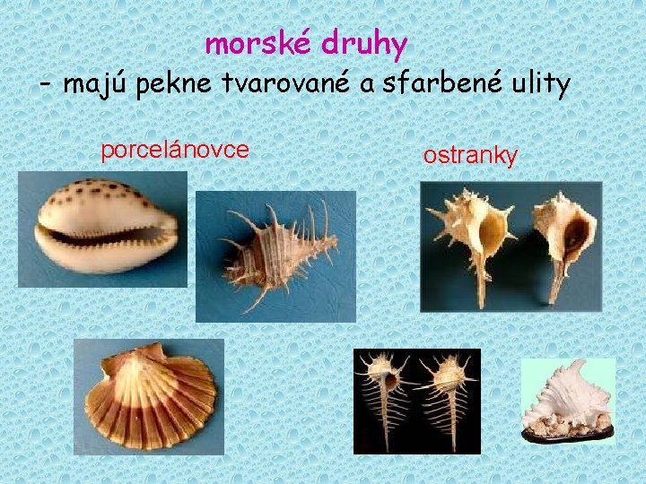 morské druhy - majú pekne tvarované a sfarbené ulity porcelánovce ostranky 