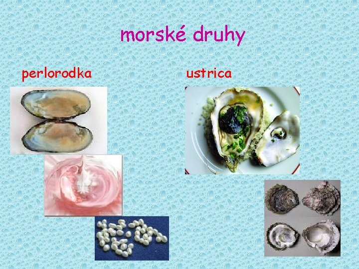 morské druhy perlorodka ustrica 