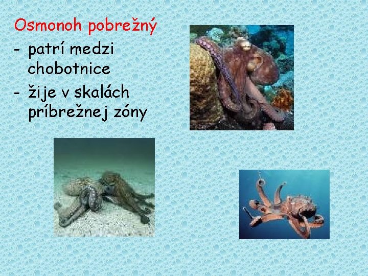 Osmonoh pobrežný - patrí medzi chobotnice - žije v skalách príbrežnej zóny 