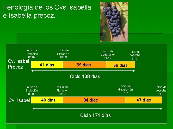 Fenología de los Cvs Isabella e Isabella precoz. Inicio de Brotación 05/09 Cv. Isabel Fenología de los Cvs Isabella e Isabella precoz. Inicio de Brotación 05/09 Cv. Isabel