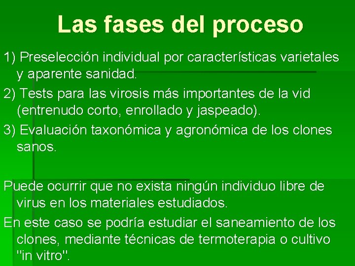 Las fases del proceso 1) Preselección individual por características varietales y aparente sanidad. 2) Las fases del proceso 1) Preselección individual por características varietales y aparente sanidad. 2)