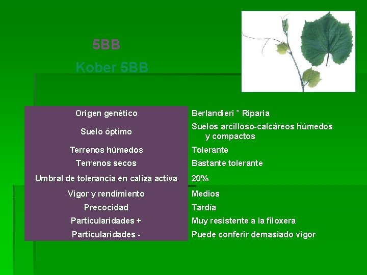 5 BB Kober 5 BB Origen genético Suelo óptimo Terrenos húmedos Terrenos secos Umbral 5 BB Kober 5 BB Origen genético Suelo óptimo Terrenos húmedos Terrenos secos Umbral