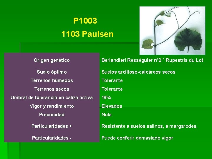 P 1003 1103 Paulsen Origen genético Suelo óptimo Berlandieri Rességuier n° 2 * Rupestris P 1003 1103 Paulsen Origen genético Suelo óptimo Berlandieri Rességuier n° 2 * Rupestris