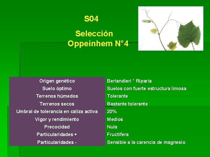 S 04 Selección Oppeinhem N° 4 Origen genético Suelo óptimo Terrenos húmedos Terrenos secos S 04 Selección Oppeinhem N° 4 Origen genético Suelo óptimo Terrenos húmedos Terrenos secos