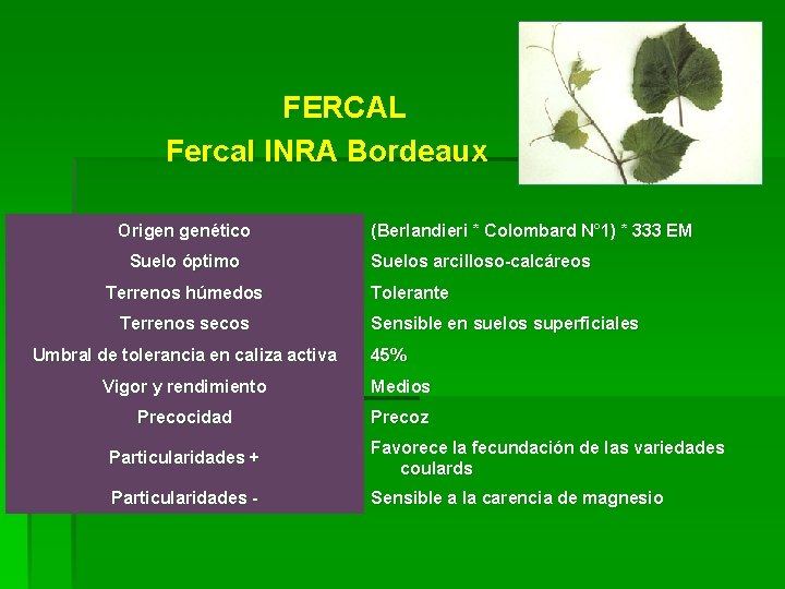 FERCAL Fercal INRA Bordeaux Origen genético Suelo óptimo Terrenos húmedos Terrenos secos Umbral de FERCAL Fercal INRA Bordeaux Origen genético Suelo óptimo Terrenos húmedos Terrenos secos Umbral de