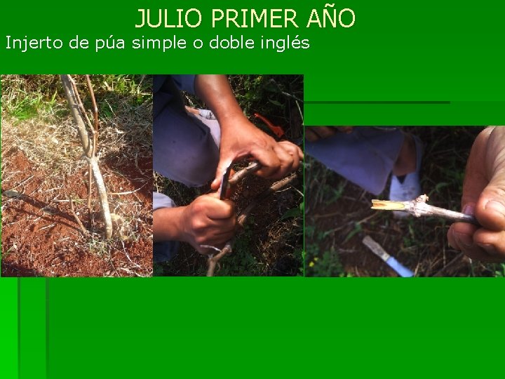 JULIO PRIMER AÑO Injerto de púa simple o doble inglés JULIO PRIMER AÑO Injerto de púa simple o doble inglés