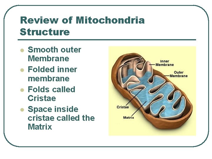Review of Mitochondria Structure l l Smooth outer Membrane Folded inner membrane Folds called