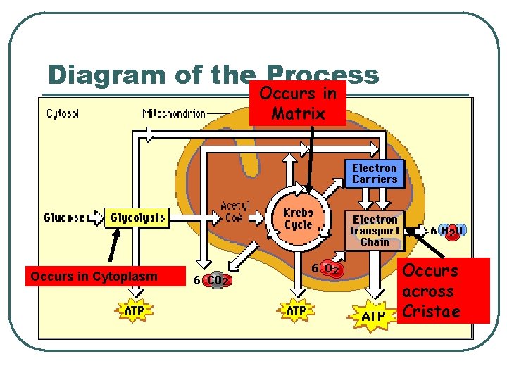 Diagram of the Process Occurs in Matrix Occurs in Cytoplasm Occurs across Cristae 