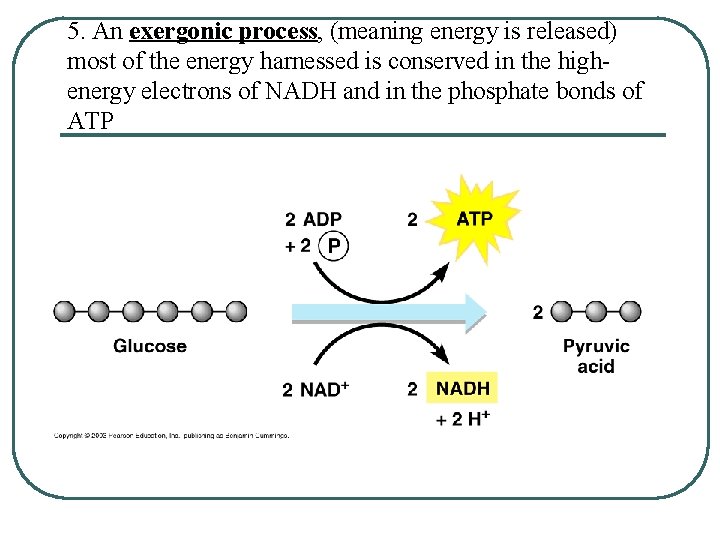 5. An exergonic process, (meaning energy is released) most of the energy harnessed is