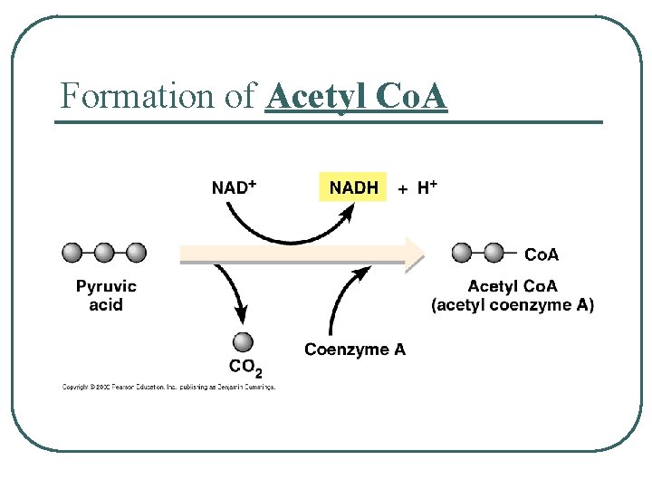 Formation of Acetyl Co. A 