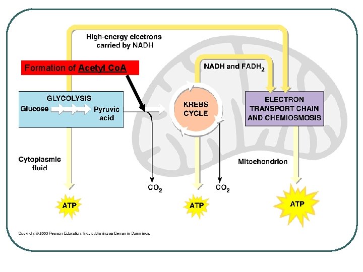 Formation of Acetyl Co. A 