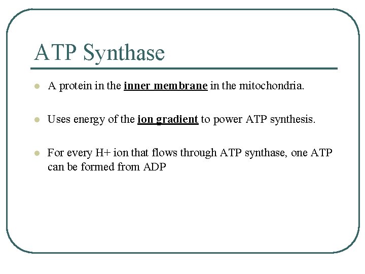 ATP Synthase l A protein in the inner membrane in the mitochondria. l Uses