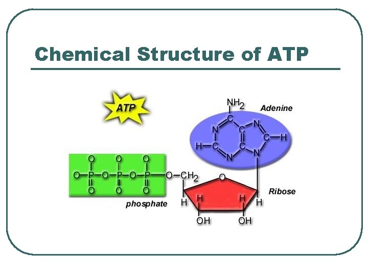 Chemical Structure of ATP 