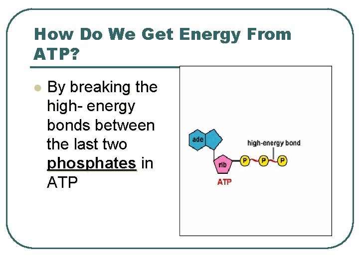 How Do We Get Energy From ATP? l By breaking the high- energy bonds