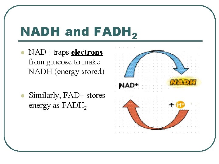NADH and FADH 2 l NAD+ traps electrons from glucose to make NADH (energy