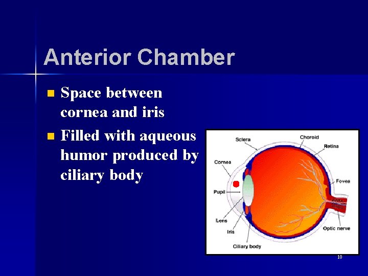 Anterior Chamber n n Space between cornea and iris Filled with aqueous humor produced