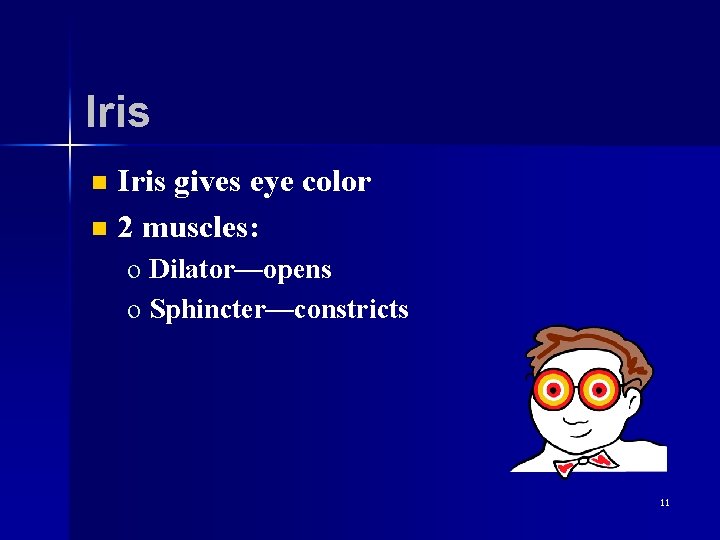 Iris n n Iris gives eye color 2 muscles: o Dilator—opens o Sphincter—constricts 11