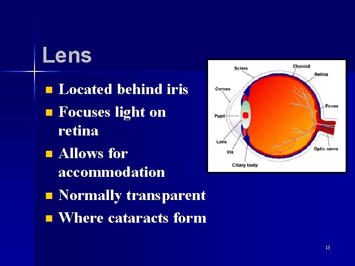 Lens n n n Located behind iris Focuses light on retina Allows for accommodation