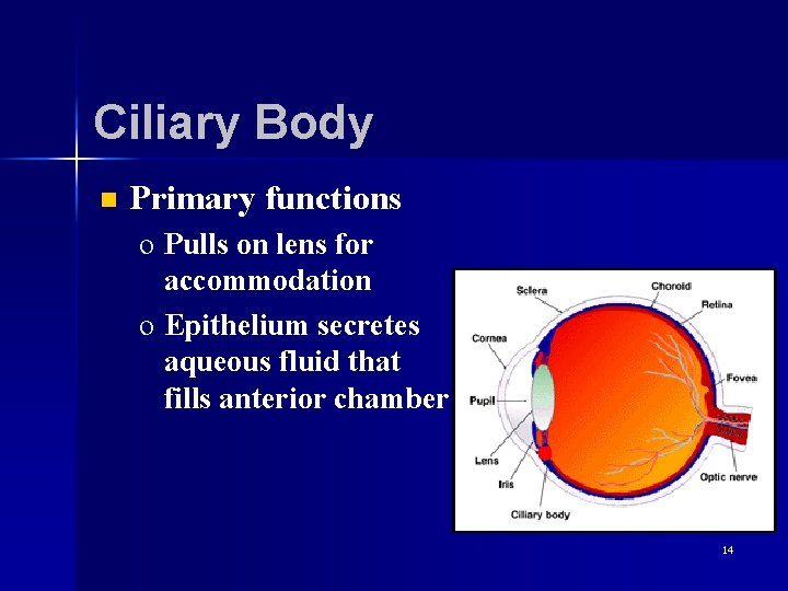 Ciliary Body n Primary functions o Pulls on lens for accommodation o Epithelium secretes