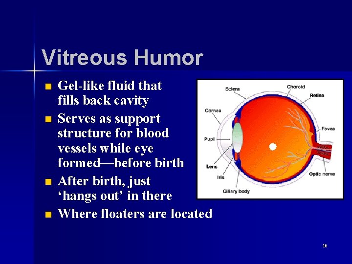 Vitreous Humor n n Gel-like fluid that fills back cavity Serves as support structure