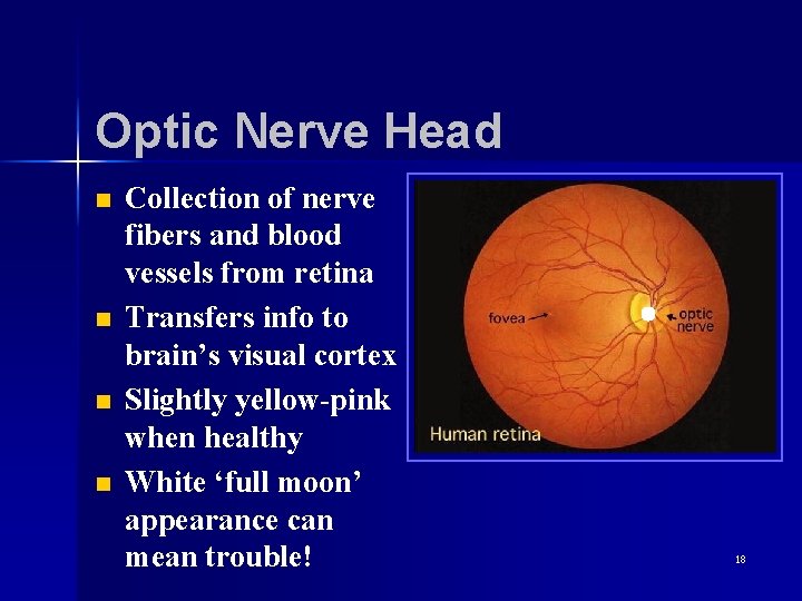 Optic Nerve Head n n Collection of nerve fibers and blood vessels from retina