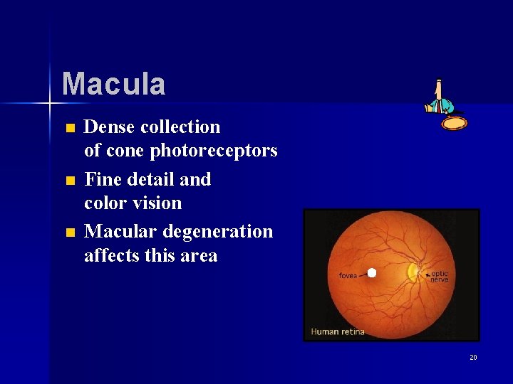 Macula n n n Dense collection of cone photoreceptors Fine detail and color vision