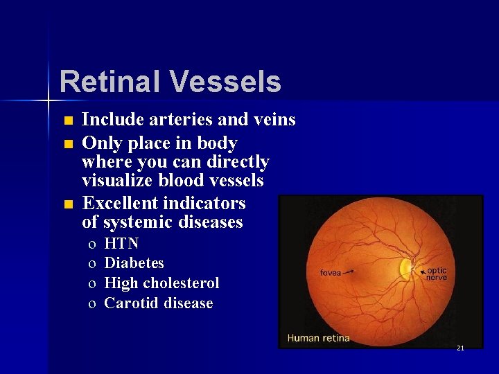 Retinal Vessels n n n Include arteries and veins Only place in body where