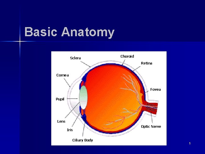 Basic Anatomy Sclera Choroid Retina Cornea Fovea Pupil Lens Iris Ciliary Body Optic Nerve