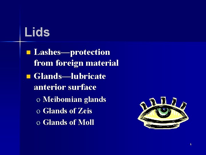 Lids n n Lashes—protection from foreign material Glands—lubricate anterior surface o Meibomian glands o