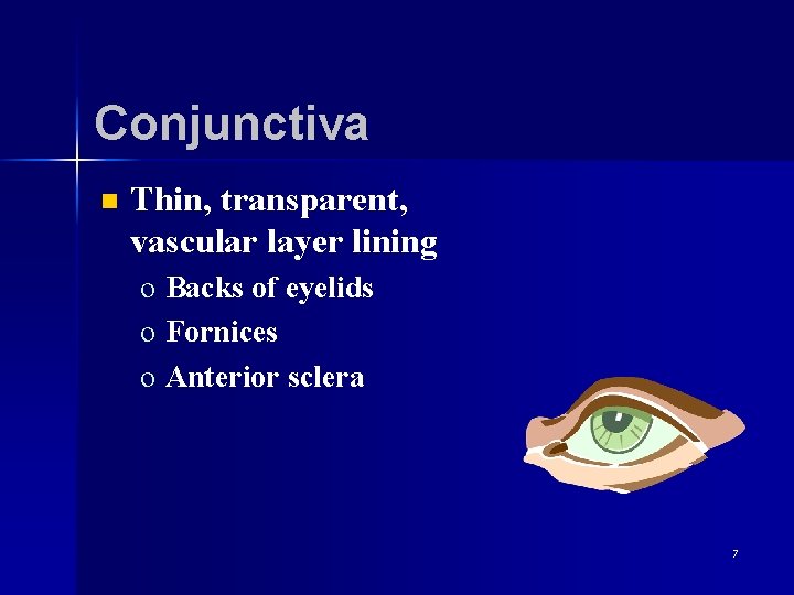 Conjunctiva n Thin, transparent, vascular layer lining o Backs of eyelids o Fornices o