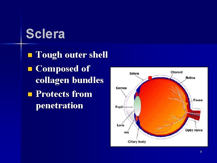 Sclera n n n Tough outer shell Composed of collagen bundles Protects from penetration