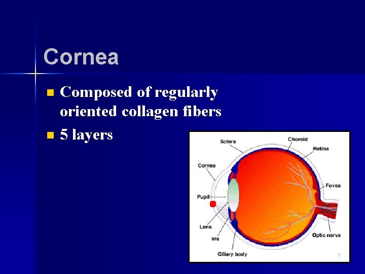 Cornea n n Composed of regularly oriented collagen fibers 5 layers 9 