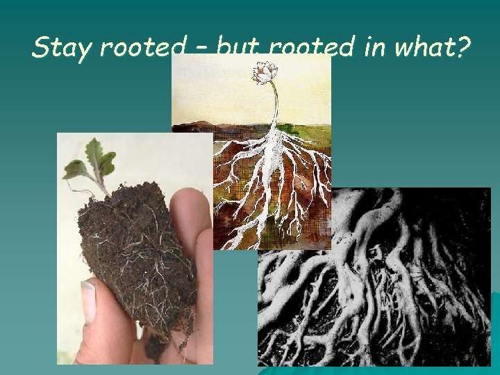 Stay rooted – but rooted in what? Stay rooted – but rooted in what?